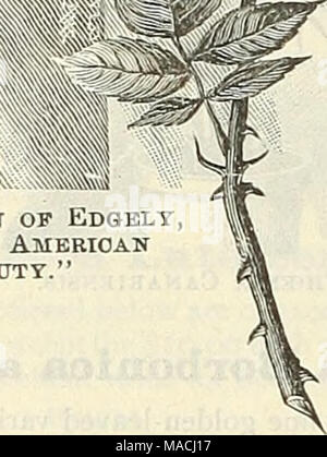 . Dreer all'ingrosso listino prezzi per 1901 : semi di fiori, bulbi, aquatics, piante semi vegetali, strumenti, attrezzi, fertilizzanti ecc., etc . KOSE QUBKN DI EdOBLY, o "Rosa BBiUTT americano." Neur forzando Rose, regina di â€dgely o Rosa Beanty americano. Questa famosa nuova rose onginated quattro anni fa come uno sport della bellezza americana ed è stato sotto attenta osservazione .e coltivazione sin dal 1897. La rosa è una contropartita esatta della American Beauty in ogni particolare tranne che di colore. Esso ha la stessa ^agorous crescita e belle foglie della pianta genitore. Il suo profumo è Foto Stock