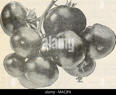 . Dreer all'ingrosso listino prezzi autunno edizione Settembre 1899 Dicembre : bulbi di fiori piante e semi vegetali per caduta ... piantagione implementa, fertilizzanti e requisiti . Lorillard pomodoro. Greca Round seminate Savoy spinaci. Pomodoro. La Lorillard (vedere taglio). Uno dei migliori per forzare sotto vetro. Essa consente di impostare liberamente, quattro o cinque frutto di un mazzetto, tutte di uguale e di buone dimensioni, e un vermiglio-colore scarlatto. Il magazzino offriamo è stato cresciuto da un esperto di pomodoro, forzatore e può essere invocata per dare buoni risultati. Oz. 25 centesimi ; 4 lb. 75 centesimi ; lb. $2.50. Mayflower. Eccellente per forzare, frutta brigh Foto Stock