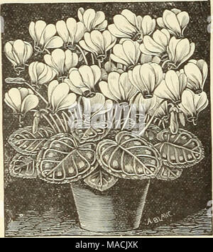 . Dreer all'ingrosso listino prezzi per i fiorai e giardinieri di mercato : estate edizione Luglio 1891 Agosto . Pkt di commercio. Per oz. Gloxinia, scelta mescolati 75 2 scambi pkt., 45 cts. " Nuovo avvistato e tigered.. 75 Grevillea robusta. Un bel foli- Impianto di età, eccellente per camera deco- razione 25 1 00 Scambi pkt. Per oz. Ciclamino giganteum Album, bianco per 100 semi, §1 50 " 1000 " 11 00 " Giganteum Rubrum, rosso per 100 semi, $1 50 " 1000 " 11 00 " " migliori misto. Per 100 semi, $1 00 " 1000 " 8 00 " Persicum, scelta mista.. 50 5 00 i nostri semi di ciclamino G Foto Stock