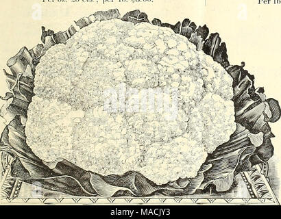 . Dreer all'ingrosso listino prezzi per i fiorai e giardinieri di mercato : estate edizione Luglio 1891 Agosto . Il cavolfiore. Dreers prima tempesta di neve. La prima e la migliore di tutte per forzatura o opon cultura di massa. Si tratta di una nana, con brevi le foglie esterne e possono essere piantati 2 piedi oltre ogni modo ; sempre sicuri di fare grandi teste fine prima di qualsiasi altro, ed è il mercato del giardiniere preferito. Per grandi pkt. 50 cts.; oz. Così'.00. Il cavolfiore. Dreer selezionato Dwarf Erfurt. Nani e compatta e può essere piantato 18 pollici oltre ogni modo. Le teste sono grandi, chiudere il bianco puro e della migliore qualità. Il nostro Foto Stock