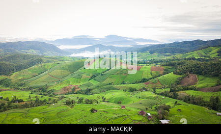 Vista superiore del le risaie nel nord della Thailandia Foto Stock