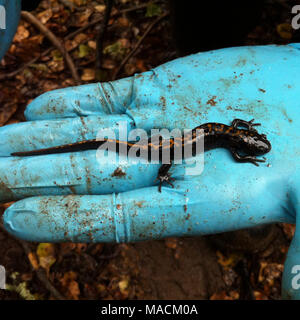 Santa Cruz lunga toed salamander. Questo adulto Santa Cruz lunga toed salamander è stata osservata a Ellicott Slough NWR migrando verso la recente prospettiva avanzata stagno dopo le prime piogge della stagione. Foto Stock