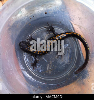 Santa Cruz lunga toed salamander. Santa Cruz lunga toed salamandra a Ellicott Slough NWR in Santa Cruz County. Foto Stock