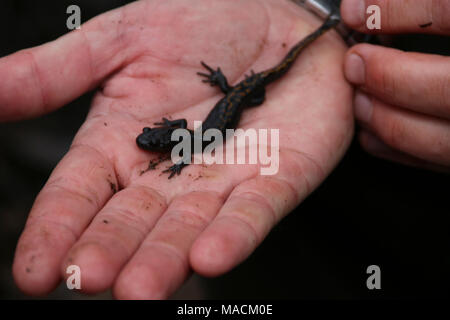 Santa Cruz lunga toed salamander. La Santa Cruz lunga toed salamandra federalmente è in via di estinzione. Il servizio lavora in collaborazione con la conservazione delle risorse quartiere di Santa Cruz County, risorsa naturale servizio di conservazione e California Dipartimento di pesci e fauna selvatica per sostenere gli sforzi di recupero per le specie attraverso gli sforzi di coordinamento del servizio costiera del programma. Foto Stock