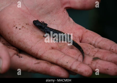 Santa Cruz lunga toed salamander. In via di estinzione federalmente Santa Cruz lunga toed salamander osservato nei pressi di stagni di allevamento a Ellicott Slough NWR. Foto Stock