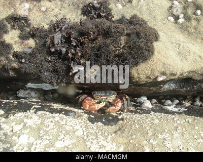 Striped shore (granchio Pachygrapsus crassipes). Striped shore crab godendo la bassa marea su una spiaggia nei pressi di Cambria, California Foto Stock