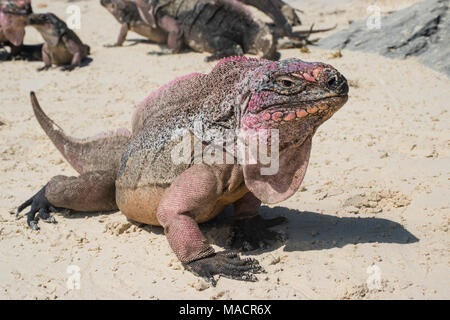 Iguana sul Exuma Cays in Bahamas Foto Stock