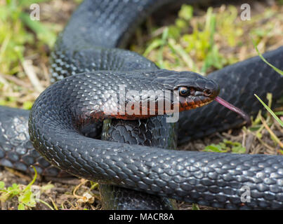 Per adulti di corporatura robusta Black Whip Snake (Dolichophis jugularis) sull'isola greca di Kos Foto Stock