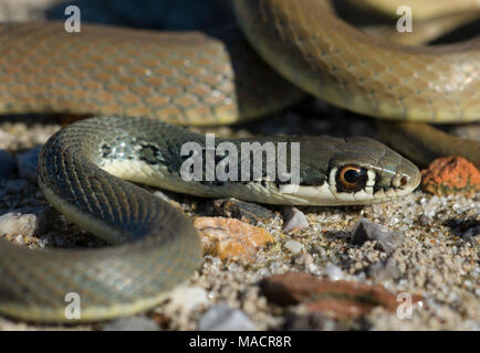 Close up di un Dahl la frusta Snake (Platyceps najadum) sull'isola greca di Kos, Grecia. Foto Stock