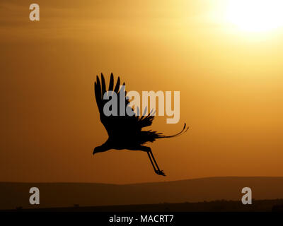 Silhouette distintivo di secretarybird o segretario bird (Sagittarius serpentarius) volare giù dal roost tree all'alba nel Masai Mara,Kenya,Africa Foto Stock