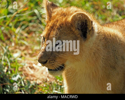 Close-up ritratto di Giovane singolo LION CUB nel Maasai Mara Conservancies,Kenya,Africa Foto Stock