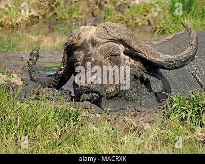 Adulto African Buffalo aka Cape Buffalo (Syncerus caffer) nel Masai Mara Conservancies,Kenya,Africa Foto Stock