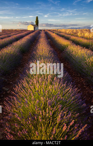 Campi di lavanda di Valensole con cipresso e piccola casa in estate al tramonto. Alpes de Haute Provence, Francia Foto Stock