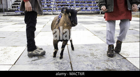 Pecore in stalla gli animali della fattoria, della natura e della cattività, explotacion Foto Stock