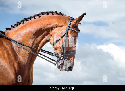 Equitazione - Dressage testa di cavallo sorrel sul cielo sullo sfondo della natura Foto Stock