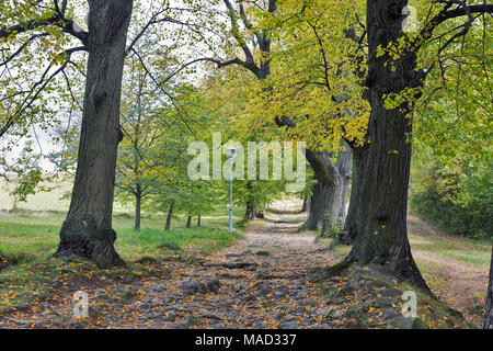 Pietra Antica strada vuota al Calvario in Banska Stiavnica, Slovacchia. Foto Stock