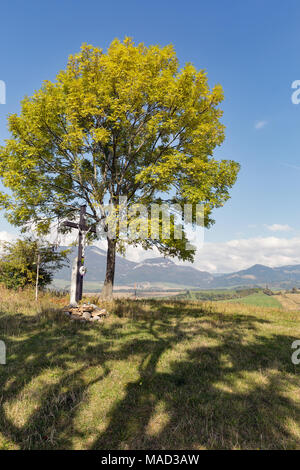 Tau, croce di legno a forma di lettera t (simbolo religioso di San  Francesco d'Assisi) con perla rosaria. Su una sezione trunk ad albero Foto  stock - Alamy