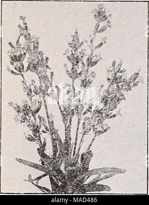 . Dreer del catalogo all'ingrosso per fiorai e giardinieri di mercato : autunno 1941 Edition . Foto Stock
