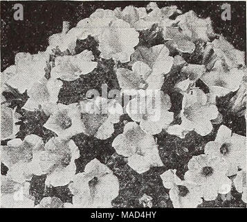 . Dreer del catalogo all'ingrosso per fiorai e giardinieri di mercato : 1940 inverno primavera estate . Miniatura di petunia Petunia rosa in miniatura Gem. Un grazioso Petunia nana con piante da 5 a 6 pollici di altezza. Eccellente per letti e frontiere. Coperto con 2 pollici fiori di un bel rosa tenue tonalità. Tr. pkt. 40c; oz. $2.50. Fink e gemma bianca (nuovo). Splendide piante in miniatura di circa 6 centimetri di altezza coperta con attraente rosa fiori starred con il bianco. Pkt di commercio. 50c; M oz. $1.25. Gemma Bose. Fioriture di un rosa più profonda ombra non dissimile da quella del popolare rosa del cielo nella petunia. Tr. pkt. 40c; oz. $3.50. Bose Foto Stock
