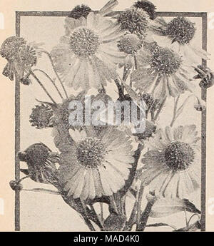 . Dreer del catalogo all'ingrosso per fiorai e giardinieri di mercato : autunno 1940 Edition . Foto Stock