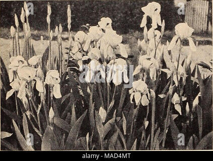 . Dreer del catalogo all'ingrosso per fiorai e giardinieri di mercato : autunno 1940 Edition . Barbuto Iris Ten scelta barbuto blu Iris Monarch. Un magnifico morbido blu di dimensioni gigantesche. Considerato uno dei migliori light blue varietà. 18c ciascuna; $15,00 per 100. Intrepida. Uno dei migliori e più pura di tono rosso Iris. Le ricche fioriture vellutato sono di grandi dimensioni e portato sulla cima di alti steli pesanti. 18c ciascuna; $15,00 per 100. Depute Nomhlot. Norme bronzea di luce rosa-viola. Cade violaceo rosso granato. Un gigante di forma perfetta e texture su alti, graziosamente steli ramificati. 18c ciascuna; $15,00 per 100. Prieda Mohr. T Foto Stock