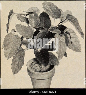 . Dreer del catalogo all'ingrosso per fiorai e giardinieri di mercato : autunno 1940 Edition . Cissus Cissus Antarctica Antarctica, una pianta di casa che assomiglia in abitudine il ben noto e popolare uva Ivy, Vitis rhombifolia. La profondamente dentato, piuttosto spesse, lucida foglie di colore verde scuro di circa 4 cm di lunghezza sono di forma ovale o oblunga e alcuni- volte a forma di cuore. Essi assomigliano a quelle del Castagno. I rami di impianto liberamente formando una compatta attraente bush. Man mano che cresce più grandi vitigni è molto simile all'uva Ivy, avendo viticci per salire- ing. Ciascuno di 2 pollici pentole $0 18 3 pollici pentole 28 4 pollici pentole 50 - 5 pollici pentole t Foto Stock