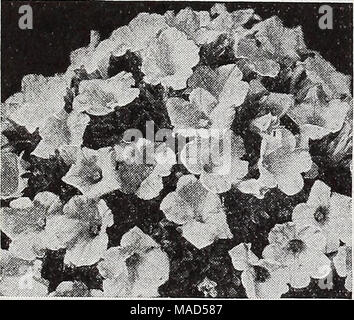 . Dreer del catalogo all'ingrosso per fiorai e giardinieri di mercato : 1939 inverno primavera estate . Miniatura di petunia Petunia rosa in miniatura Gem. Un grazioso Petunia nana con piante da 5 a 6 pollici di altezza. Eccellente per letti e frontiere. Coperto con 2 pollici fiori di un bel rosa tenue tonalità. Tr. pkt. 40c; oz. $2.50. Rosa gemma. Fioriture di un rosa più profonda ombra non dissimile da quella del popolare rosa del cielo nella petunia. Tr. pkt. 40c; oz. $3.50. Rose celesti. Bright Rose sboccia sostenuti in gran profusione. Tr. pkt. 40c; oz. $3.50. Cockatoo. Una bella stella bianca su un profondo viola-blu di massa. Fa un magnifice Foto Stock