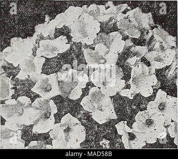 . Dreer del catalogo all'ingrosso per fioristi : Inverno - Primavera - Estate 1938 . Miniatura di petunia Petunia rosa in miniatura Gem. Un grazioso Petunia nana con piante da 5 a 6 pollici di altezza. Eccellente per letti e frontiere. Coperto con 2 pollici fiori di un bel rosa tenue tonalità. Tr. pkt. 50c; oz. $2.50. Gemma Bose. Fioriture di un rosa più profonda ombra non dissimile da quella del popolare rosa del cielo nella petunia. Tr. pkt. SOc; oz. $4.00. La Petunia nana compacta adora. Impianti compatti coperti con il bianco-starred rosy carmine fiori. Tr. pkt. SOc; Vie oz. $1.25. Celestial Bose. Bright Rose sboccia sostenuti in gran profusione. Foto Stock