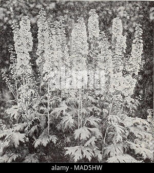 . Dreer del catalogo all'ingrosso per fioristi : inverno primavera estate 1937 . Dreer De Luxe Delphinium ibrido DelphiniumâHardy Larkspur Per doz. Per 100 Belladonna migliorata. Molto libera-flower- ing turquois-blu $1 50 $10 00 Bellamosum. Un profondo blu forma di Bel- ladonna 1 50 10 00 Chinense. Libera inizio deep blue 1 50 10 00 â album. Bianco puro 1 50 10 00 Dreer De Iiuxe ibridi. Un extra-fine ceppo di ibridi misti 1 50 10 00 Ibridi di bianco (iceberg). Un ottimo ceppo produttore di impianti compatti che trasportano un gran numero di splendidi, dritto, picchi di montante impostata con puri fiori bianchi 3 00 20 00 Abbiamo ma Foto Stock