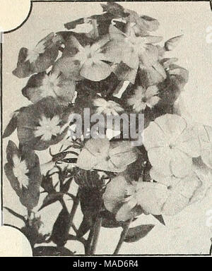 . Dreer è un vero vecchio giardino di qualità prenota per 1952 : per rendere il vostro giardino più bello più produttivi più piacevole . La Scabiosa-Puntaspilli Fiore (A) prolifico . . Colorato . , Sweet-Scented Giant-Flowering Phlox annuale (A) così colorati in modo brillante e in modo soddisfacente, come un tappeto magico sparsi sul letto o di confine. Facile da coltivare. Ama il sole pieno e fa meglio in un modo un po' terreno sabbioso di media fertilità. Seminare in primavera. Un piede di altezza. 3424 Red Gloria. Fiery rosso; bianco occhio. 3425 Mellow luna. In delicato pastello giallo. 3426 Rosy mattino. Rosa con occhio bianco. 3427 Il salmone gloria. Deep sal Foto Stock