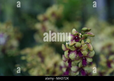 Verde e giallo combinazione fiori di orchidea Foto Stock