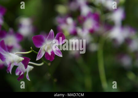 Colore violetto fiori di orchidea Foto Stock