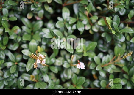 Foglie verdi con minuscoli fiori Foto Stock