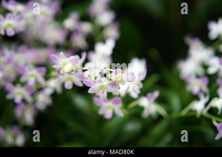 Mazzetto di bianchi e violetti combinazione fiori di orchidea Foto Stock