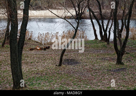 Thick wet tronco di albero, foresta o parco vicino al lago, buona per lo sfondo Foto Stock