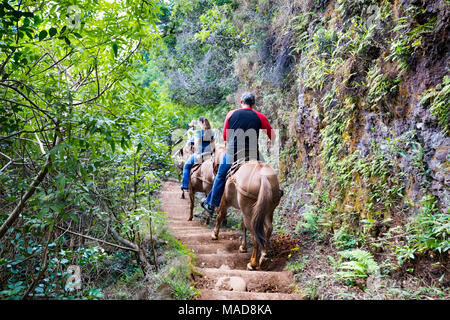 Molokai Mule Ride tour lungo lo stretto sentiero di switchback di Kalaupapa National Historic Park, Molokai, Hawaii. Foto Stock
