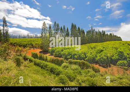 Una piantagione di caffè sull isola di Molokai, Hawaii, Stati Uniti d'America, pacifico. Foto Stock