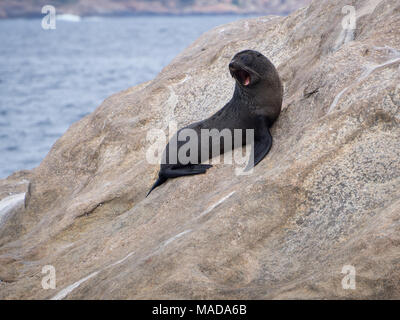 Baby Nuova Zelanda pelliccia sigillo, Esperance, Australia occidentale Foto Stock