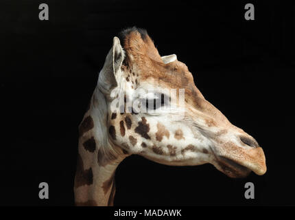 giraffa Foto Stock