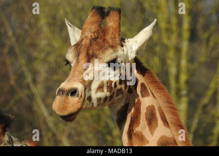 giraffa Foto Stock