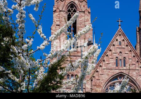 Wild cherry blossom, Prunus avium, fiori bianchi, San Paolo, tempio Luterana, Chiesa protestante, Strasburgo, Alsazia, Francia, Europa Foto Stock