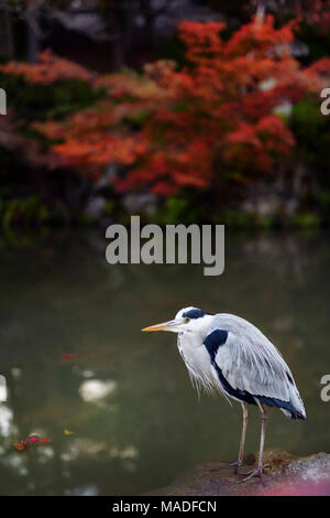 Giapponese airone cenerino, Aosagi in piedi lo stagno in autunno la natura paesaggio a Kyoto, Giappone Foto Stock