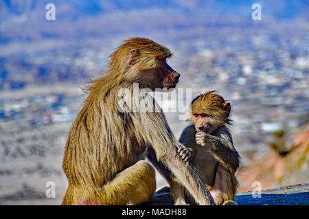 Le scimmie sulla strada di montagna che conduce fino al Al Hada, Arabia Saudita. Foto Stock