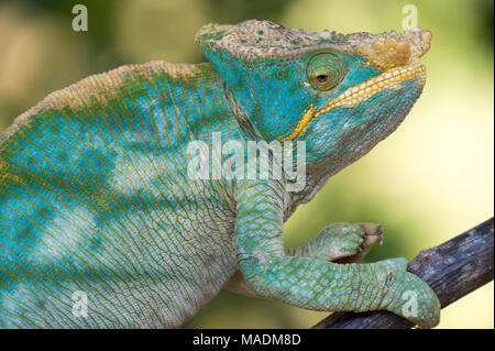 Un Turchese Parsons Chameleon (Calumma parsonii) su un ramo in Madagascar Foto Stock