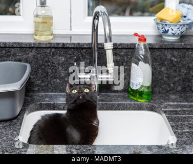 Gatto nero sat in un lavello da cucina Foto Stock