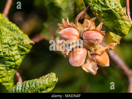 Una ripresa macro di un cluster di nocciole appesi ai rami di un nocciolo contorto. Foto Stock