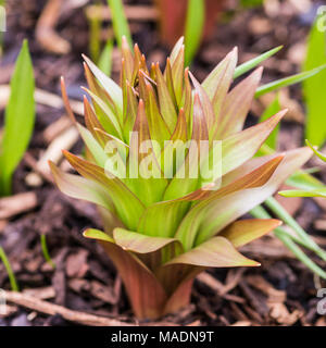 Una macro shot di una corona imperiale inizio fritillary a crescere. Foto Stock