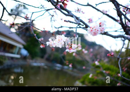 Sakura, la fioritura dei ciliegi in Giappone a Kamakura Foto Stock