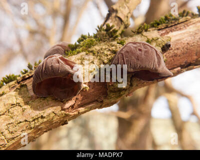 Close up di crescente appeso jelly ebreo orecchie tree sambuco - padiglione auricolare Auricularia-judae (Boll.) Wettst. - Jelly orecchio fungo; essex; Inghilterra; Regno Unito Foto Stock