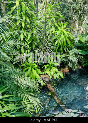 Rosso-eared slider turtle, Trachemys scripta elegans, prendere il sole su un log in un habitat simulato. Foto Stock